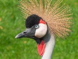 grey-crowned-crane-6746726_1920